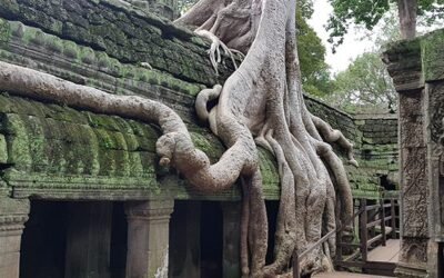 Ta Prohm Temple